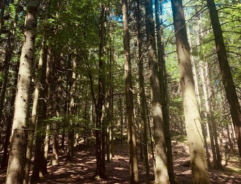 Natürlich Yoga - Bildungsurlaub Resilienter im Beruf mit Yoga & Meditation im Sport & Wellnesshotel im Bayrischen Wald