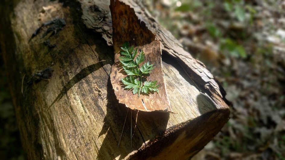Pferdemomente Katharina Haupt - Bildungsurlaub Achtsamkeit und Stressbewältigung – mit Pferden und in der Natur zur Ruhe kommen