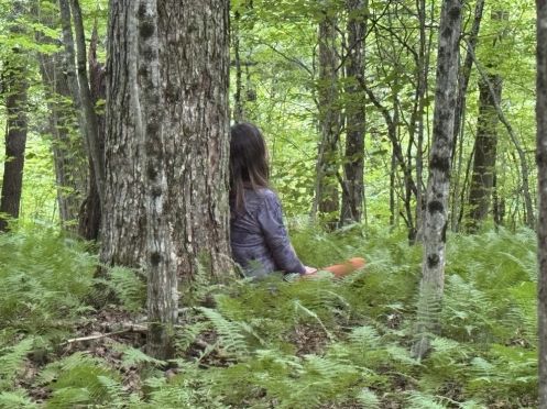 Praxis für Ayurveda Medizin & Yogatherapie - Bildungsurlaub Resilienz und Stressreduktion im Grünen – Yoga & Waldbaden für Beruf und Alltag