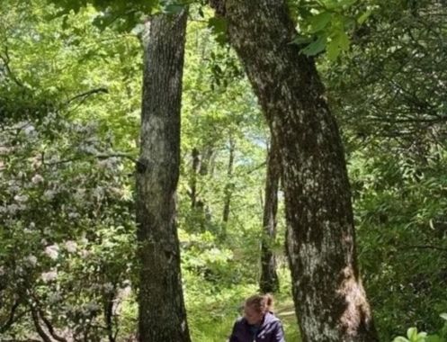Praxis für Ayurveda Medizin & Yogatherapie - Bildungsurlaub Resilienz und Stressreduktion im Grünen – Yoga & Waldbaden für Beruf und Alltag