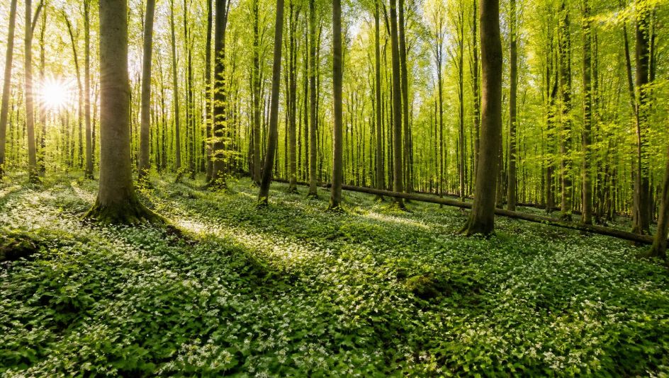 Campus Wissen GbR - Bildungsurlaub Wandern im Frühling durch den Nationalpark Hainich: Fitbleiben im Beruf – Gesundheitskompetenz für erfahrene Berufstätige durch Ernährung, Bewegung, Stressprävention und Yoga