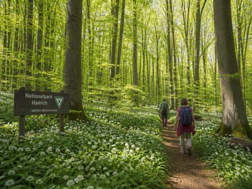 Campus Wissen GbR - Bildungsurlaub Wandern im Frühling durch den Nationalpark Hainich: Fitbleiben im Beruf – Gesundheitskompetenz für erfahrene Berufstätige durch Ernährung, Bewegung, Stressprävention und Yoga