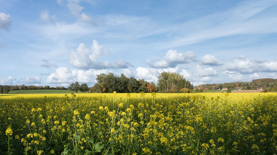 Oase - Ayurvedapraxis und Seminarzentrum - Bildungsurlaub Resilienz und Selbstfürsorge mit Yoga und Ayurveda in NRW