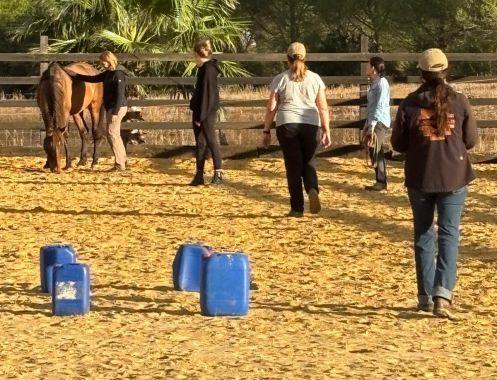 Academia Pradoventura - Bildungsurlaub Termine 2027: Spanisch & pferdegestütztes Coaching in Andalusien (Bildungsurlaub)