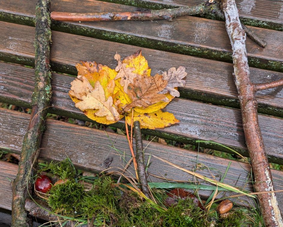 HVHS der KAB im Erzbistum Paderborn e.V. - Bildungsurlaub Der Wald als Lernort: Pädagogische Ansätze zu BNE
