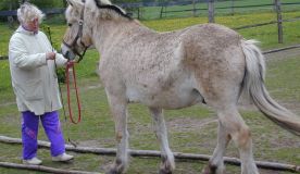 kurs