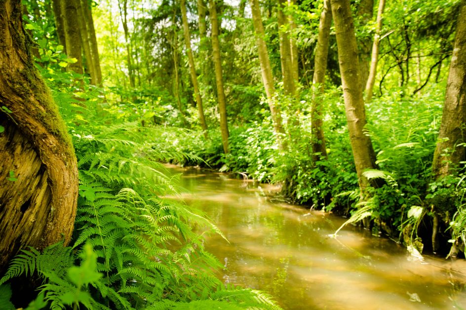 Yoga Vidya e.V. - Bildungsurlaub Schweige Retreat mit Meditation, Achtsamkeit und Stille im Westerwald