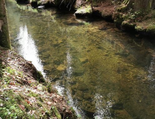 Let's Flow GmbH - Bildungsurlaub Wandern und Resilienz stärken in Bayerisch Eisenstein