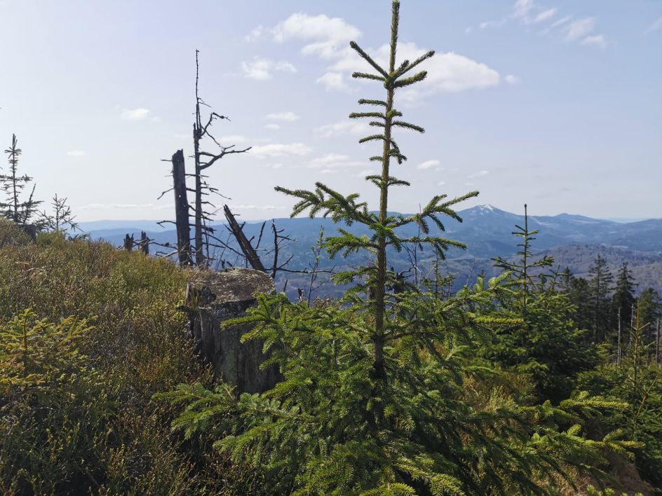 Let's Flow GmbH - Bildungsurlaub Wandern und Resilienz stärken in Bayerisch Eisenstein