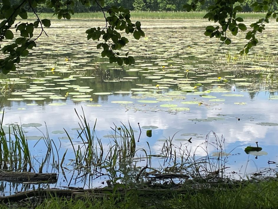 Let's Flow GmbH - Bildungsurlaub Wandern und Resilienz stärken in der Schorfheide