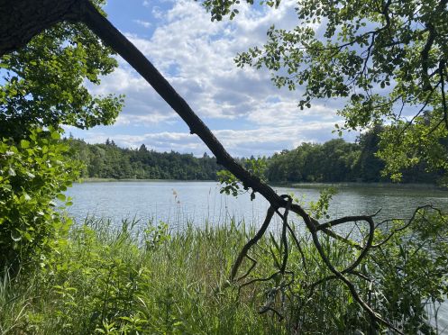 Let's Flow GmbH - Bildungsurlaub Wandern und Resilienz stärken in der Schorfheide