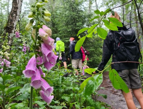 Let's Flow GmbH - Bildungsurlaub Wandern und Antistresstrainer*in werden in der Sächsische Schweiz (Margaretenhof)