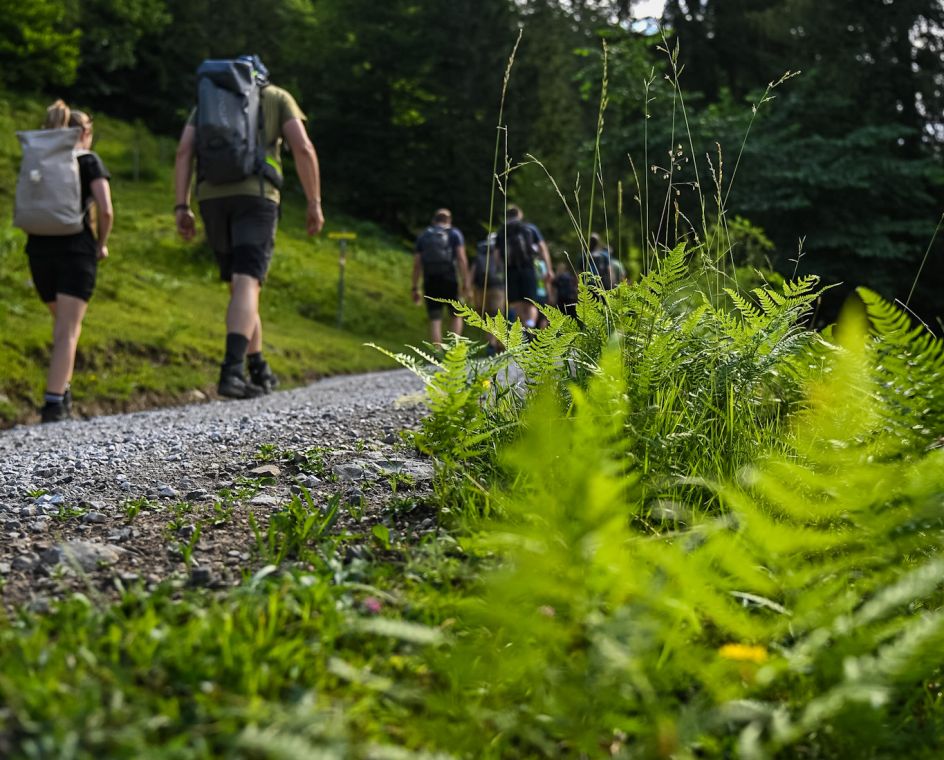 Let's Flow GmbH - Bildungsurlaub Wandern und Resilienz stärken im Schwarzwald