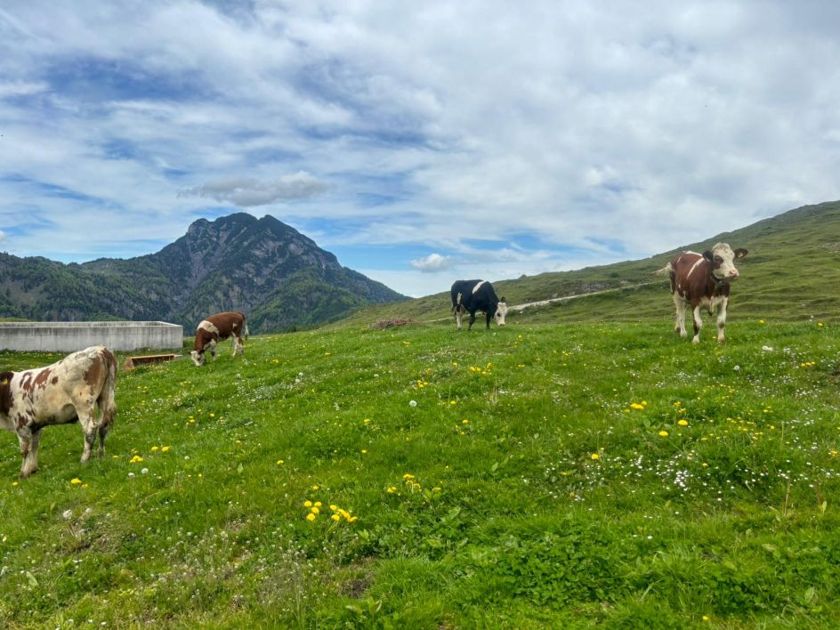 Let's Flow GmbH - Bildungsurlaub Wandern und Selbstwahrnehmung schärfen in St. Johann