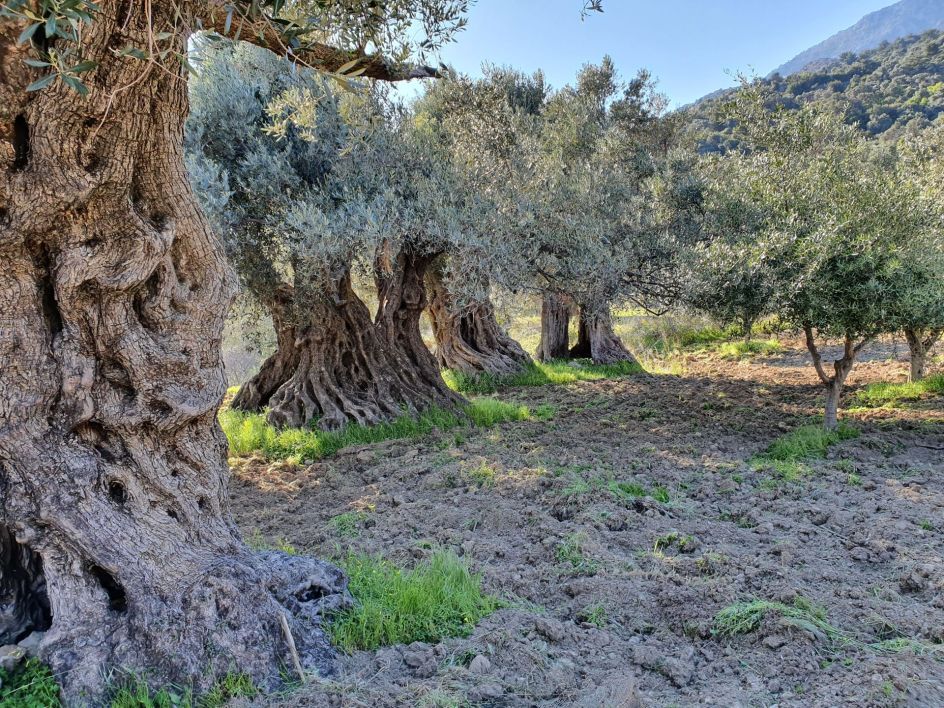 SAKTI YOGA - Bildungsurlaub Yoga Woche auf Kreta vom 16.10.-23.10.2027