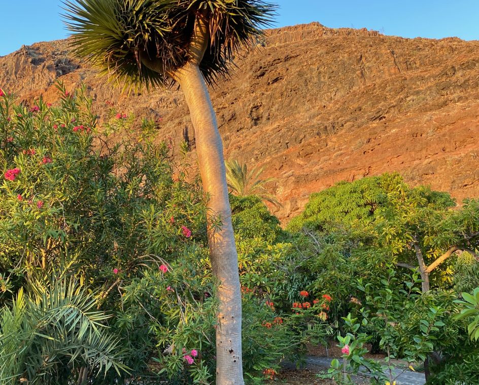 SAKTI YOGA - Bildungsurlaub Yoga und die Sinne auf La Gomera im August 2027