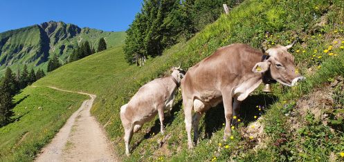 Naturheilpraxis & Yogaschule am Hengstbach - Bildungsurlaub Wandern & Yoga in Oberstdorf (Allgäu)