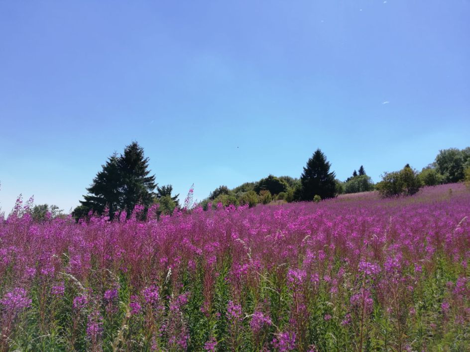 Naturheilpraxis & Yogaschule am Hengstbach - Bildungsurlaub Kommunikation, Yoga & Achtsamkeit mit Wellness (Rhön)