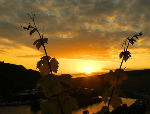 ASG Bildungsforum - Bildungsurlaub Achtsamkeit & Pilgern an der Mosel
