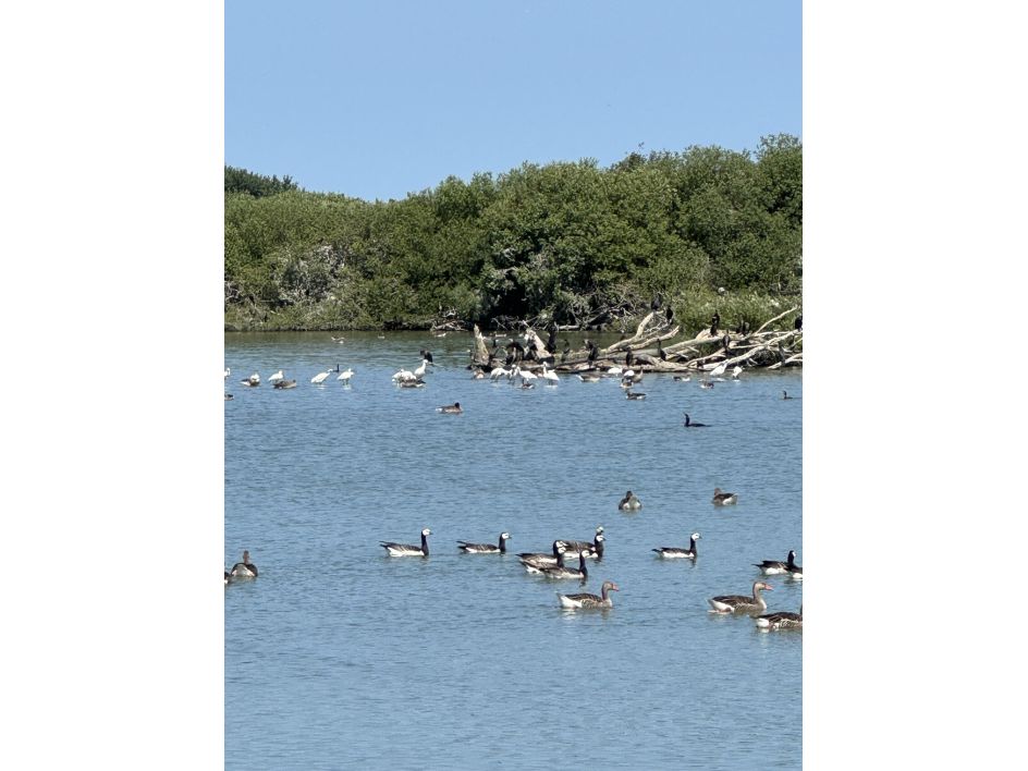 Schierlicht - Bildung + Urlaub + Inspiration - Bildungsurlaub Die Vogelperspektive – Resilienz im Berufsalltag und europäische Umweltpolitik (NL/DE/EU) auf der Nordseeinsel Schiermonnikoog  –  2706VOGEL01